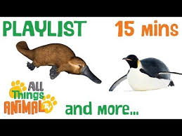 Funny Animals Animals Playlist 15 Mins Animals For Children Kids Videos Preschool Learning Animals For Kids Preschool Learning Animal Tv