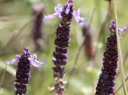Do cat repellent plants actually work? Cat Deterrent Plants 10 Plants That Repel Cats