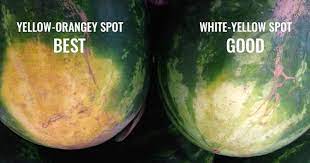 The skin should look dull or matt, not shiny. How To Pick Best Watermelon Any Time 4 Fail Proof Tips