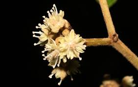 Image result for Dichapetalum