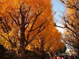 We did not find results for: Taman Jingu Gaien Tokyo Info Wisata Dan Liburan Di Jepang