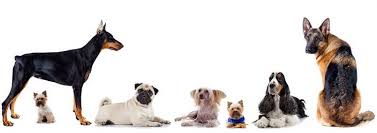 Pour ne pas blesser les organes sensibles de l'animal, achetez. Meilleure Tondeuse Pour Chien Comparatif Avis Test Guides