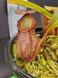 Image result for Nesaea heptamera