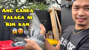 SI ‘KIM KAM’ ma Rehome ko pa kaya?!!😱 #unoloftpigeonracing  #racingpipigeons #kalapati
