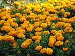 Beli bunga tahi ayam online berkualitas dengan harga murah terbaru 2021 di tokopedia! Sebenarnya Bunga Ini Namanya Apa Sih Sejak Kecil Aku Taunya Bunga Tahi Ayam Plants Flowers Marigold