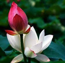 Pin On Flores Y Jardines