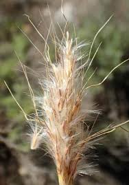 Image result for Bothriochloa