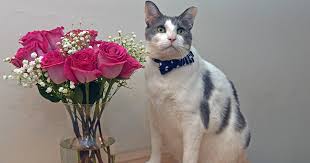 What threat do they pose to pets and infants, especially cats? Mother S Day Bouquets What S Safe For Pets Aspca