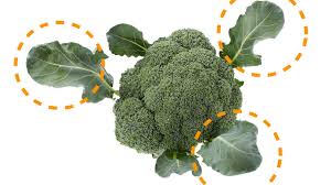 ブロッコリーの葉は食べられる？捨てた方がいい？管理栄養士が教えるブロッコリーの豆知識 | ヨガジャーナルオンライン