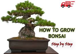 Ultimate bonsai guide full free pdf books 35 Latest Bonsai For Beginners Book Pdf Pink Wool
