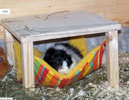 Weitere ideen zu katzen treppe, katzentreppe, katzen leiter. Tieranzeigen Oberhausen Kleinanzeigen