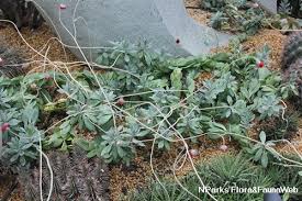 Image result for Kleinia grantii