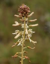 Image result for Drimia elata