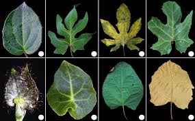 Image result for Stigmaphyllon