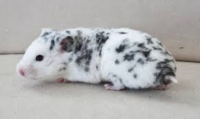 Baby Black And White Syrian Hamster Special Colors Hamster Cute Hamsters Syrian Hamster Funny Hamsters