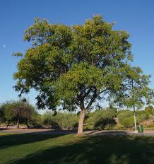 Like the one my grandmother had in her side yard. Tipuana Tipu Tree Album On Imgur