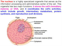 Maybe you would like to learn more about one of these? Introduction To Biology Forms Of Life Biology Of The Cell Online Presentation