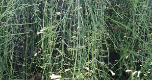 Check spelling or type a new query. Tanaman Hias Berbunga Indah Kembang Air Mancur Coral Plant Ruselia Letup Letup Kembang Petasan Russelia Equisetiformis Planter And Forester