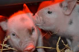 Buy and sell pets on adverts.ie Micro Miniature Pigs For Sale Uk The Pig Father