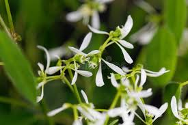 Image result for Euphorbia graminea