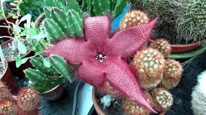 During the winter, you should reduce watering to only about once a month—just enough to keep the. Stapelia Grandiflora Starfish Plant In Magnificent Flower Youtube