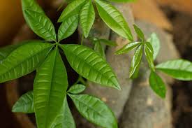 Money tree is a tropical tree. Growing Propagating Money Trees In Water The Healthy Houseplant