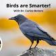 Birds are Smarter! event image
