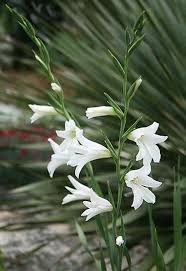 Image result for Gladiolus verdickii