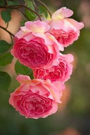 Pink is a flower color that is chosen for its delicacy. Pink Flowers Bonitas Flowers Tn Leading Flowers Magazine Daily Beautiful Flowers For All Occasions
