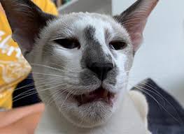 Preventing cats and bee stings. Skin Problems In Cats Pdsa