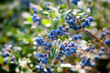 Blueberry Weekend