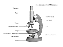 Microscope Labeling Worksheet 42 New Microscope Labeling Thinglink Worksheets Microscopes Microscopic Of 26 Microscopic Microscope Parts Animal Cells Worksheet