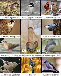 This features pictures and details of all the most common backyard birds of north america. Wild Birds Unlimited Michigan S Top 20 Winter Backyard Birds Wild Birds Unlimited Winter Bird Backyard Birds