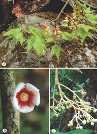 Image result for Petalidium bracteatum