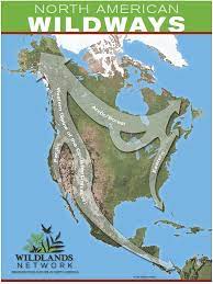 ON AIR: Kim Vacariu on Conserving Continental Corridors - Mountain Lion Foundation