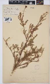 Image result for Indigofera subargentea