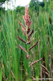 Image result for Echinochloa ugandensis