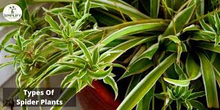 Image result for Chlorophytum sparsiflorum