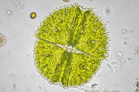 Image result for Micractis