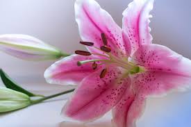 Hoa ly (lily) và những điều thú vị có thể bạn chưa biết - Dalat Hasfarm