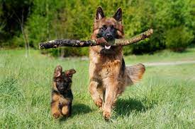 On average, a male german shepherd will be 24 to 26 inches tall and a female german shepherd would be 22 to 24 inches tall. When Do German Shepherds Stop Growing German Shepherd Dog Hq