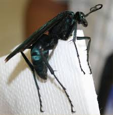 Find 24 photos of the 4152 s tarantula hawk pl home on zillow. Tarantula Hawk Pepsis Bugguide Net