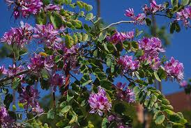 Image result for Bauhinia bowkeri