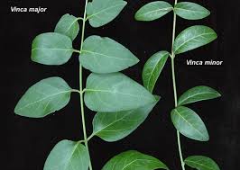 Image result for Vinca major