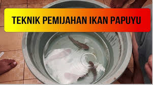 Check spelling or type a new query. Cara Budidaya Ikan Papuyu Ikan Betok Dan Tips Sukses Budidaya Ikan Betok Berbagaireviews Com