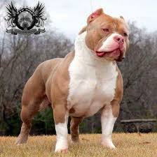 Pin On American Bullyies