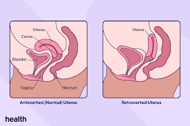 Image result for uterus