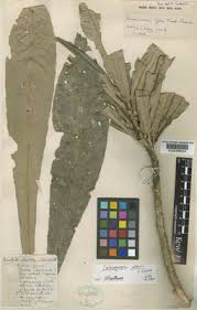 Image result for Crotonogynopsis australis