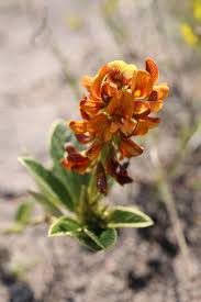 Image result for Eriosema monticola