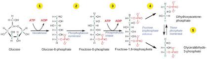 Check spelling or type a new query. Glycolysis Cellular Respiration Biology Article Khan Academy